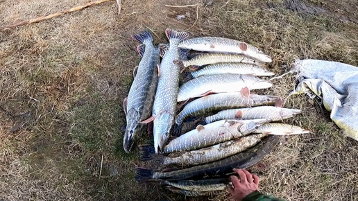 Закинул паук весной и офигел от рыбалки. ПАУКИ ТРЕЩАЛИ ОТ ЩУК!