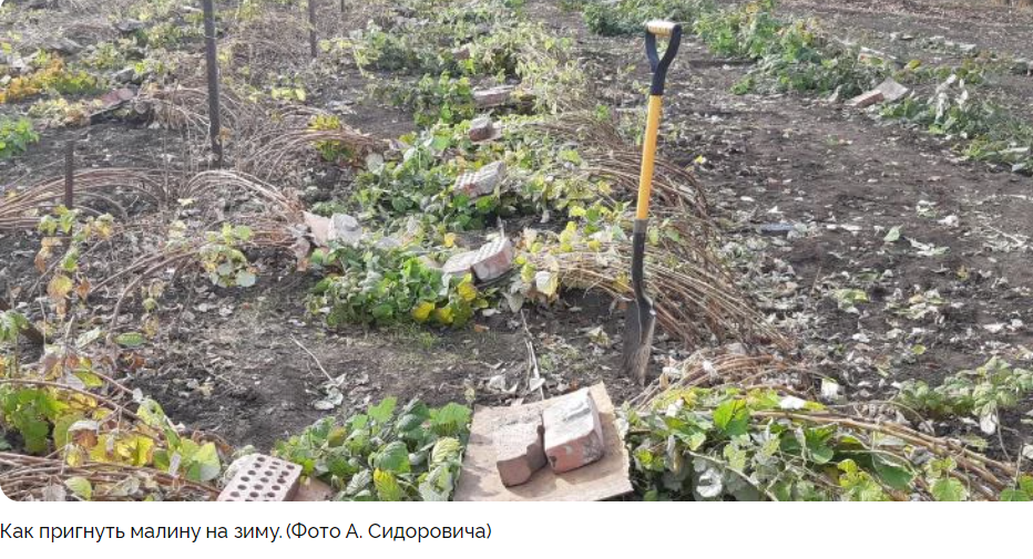 Укрытие ежевики на зиму. Ежемалина на шпалере. Укрытие малины на зиму. Укрытие бесшипной ежевики. Укрытие ежевики на зиму.