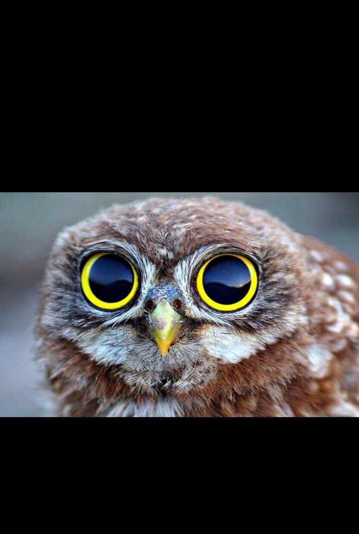Объем глазниц у сов почти целиком занят глазным яблоком, отчего они не могут вращать глазами и видят только то, что перед ними. А вот голову они поворачивают аж на 360 градусов! 