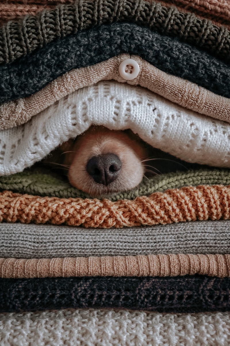 Забавная собака. unsplash.com