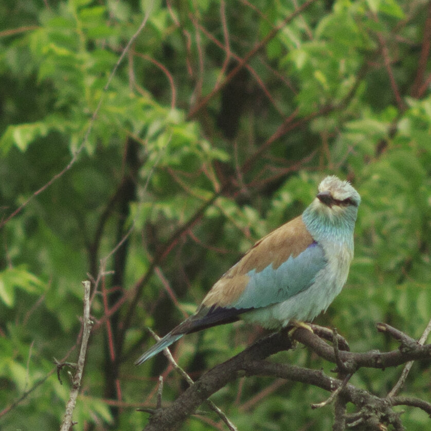 Отстанете вы от меня уже сегодня, двуногие? Фото автора