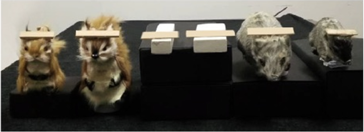 Так выглядели игрушки для эксперимента