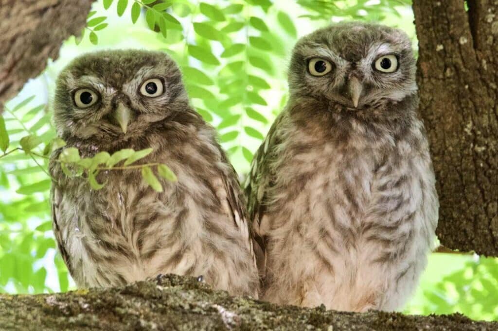    Два птенца домового сыча (Athene noctua). Этот распространенный вид, возможно, послужил моделью для некоторых гравированных табличек медного века / ©Juan J. Negro