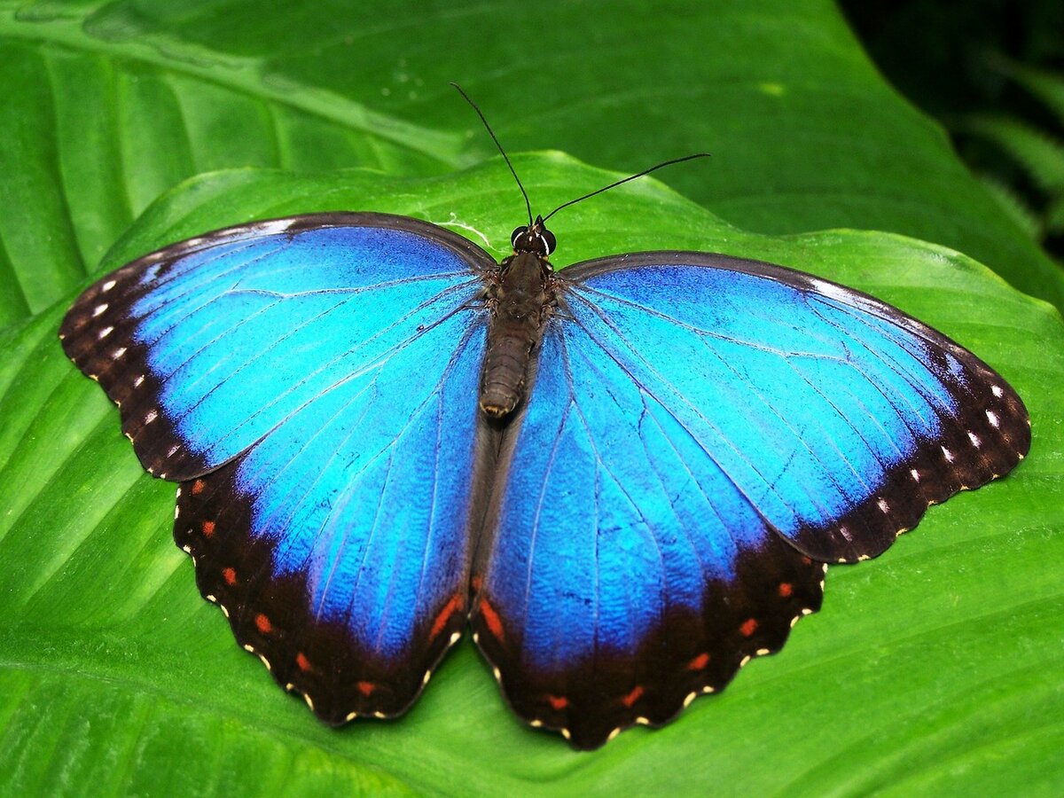 🦋К чему снятся бабочки - к известию или большой любви? | Snitsya.com - к  чему снится сон? | Дзен