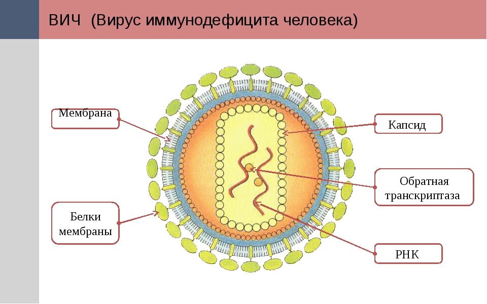 Достоверно красиво: как мы сделали 3D-модель SARS-CoV-2