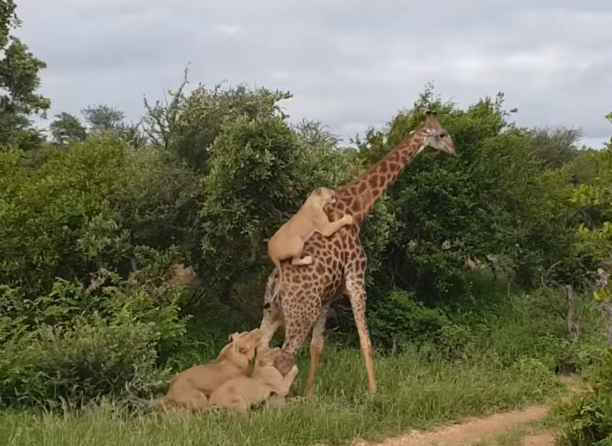 Отчаянное сопротивление жирафа