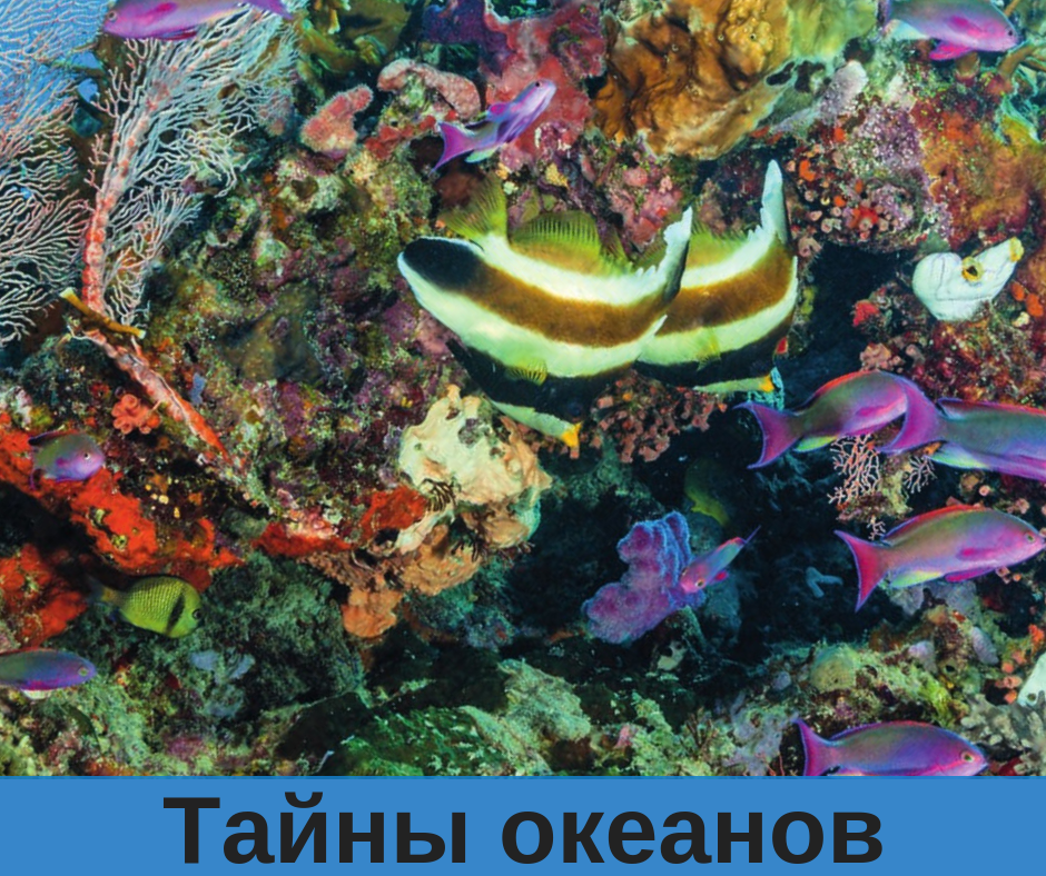 Загадки океанов. Опасные рифы. Тайны океанов. Загадки про океан. Таинственный океан.