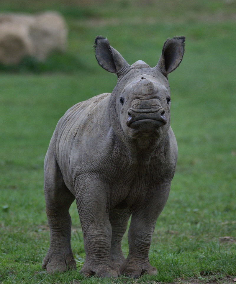 Карликовый носорог. Белый носорог. Жирный носорог.
