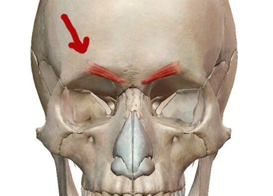 Corrugator supercilii