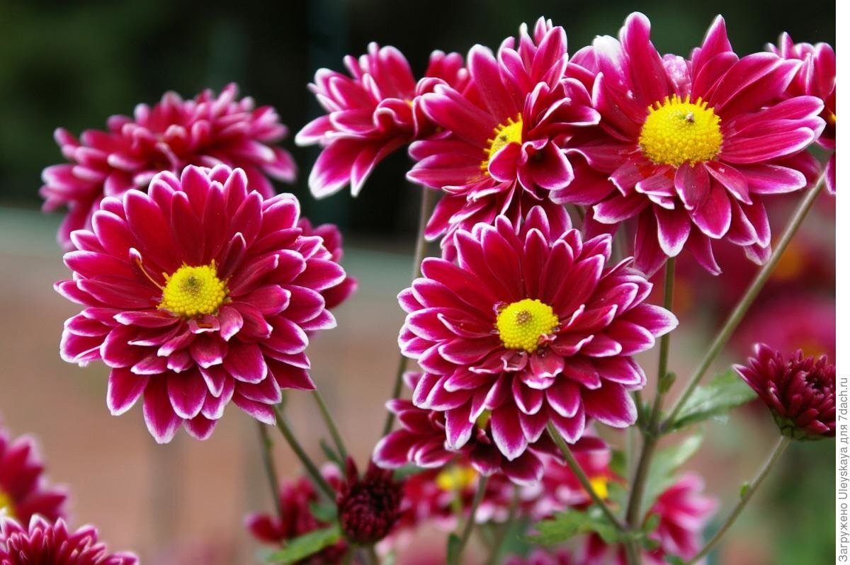 Травянистое однолетнее и многолетнее растение хризантема (Chrysanthemum) является представителем семейства Сложноцветные (Астровые).-2