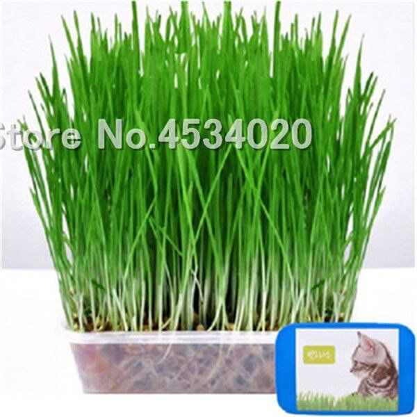 Количество: 500 шт.Время прорастания: 10-15 днейДля температуры прорастания: 15-25 Цельсия.Посылка: 1 PP простая упаковкаПрименение: балкон, крыша, сад, гостиная, кабинет, окна, офис и т. д.Инструкции по посадке:Потому что семена кориандра, обычно используемые внутренние горшки вещания, после посева Корпус должен быть тонким, сухой бассейн должен взять метод погружения лейки, не непосредственно поливать, чтобы избежать вымывания семян. Посевная температура от 15 до 25 градусов Цельсия. Примерно через две недели после посева. После появления рассады постепенно увидев свет. Только размер рассады сои, замедление роста, Управление должно быть осторожным. Для рассады требуется 2-3 года.Дорогой друг, эти семена собраны самостоятельно, они на 100% истинны, пожалуйста, будьте уверены в покупке.   Сылка на товар http://ali.pub/388030