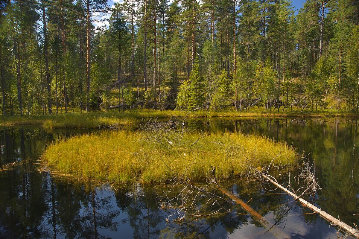 Клюквенное озеро в Курской области