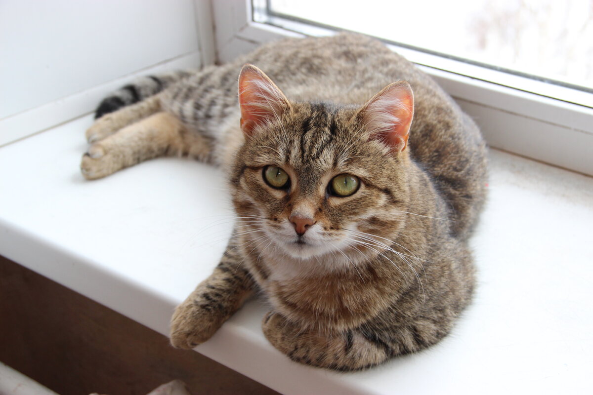 Мой Рыся: "Меня-то не забудьте!"