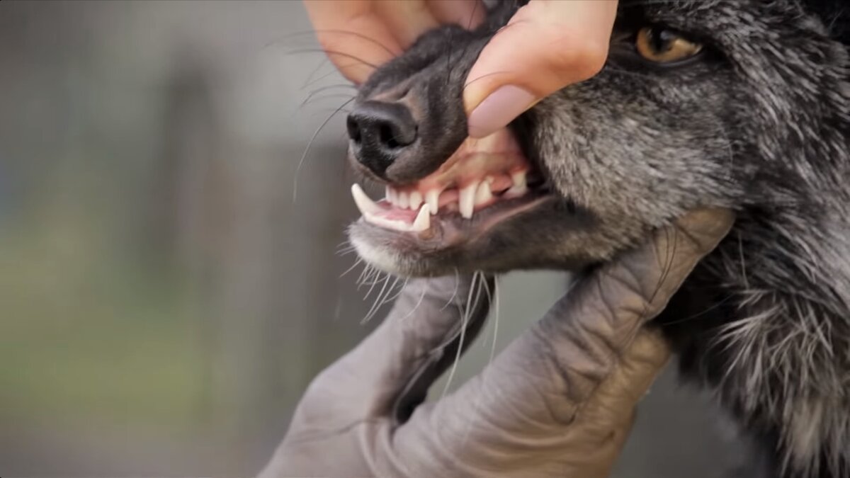 Вот так выглядит этот так называемый перекус. Лиса только выглядит такой злобной.