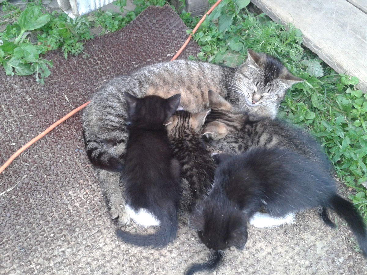                 Прибавление у кошки 