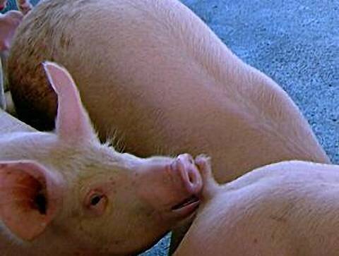 Фото жопы свиньи