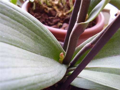 фото из сети