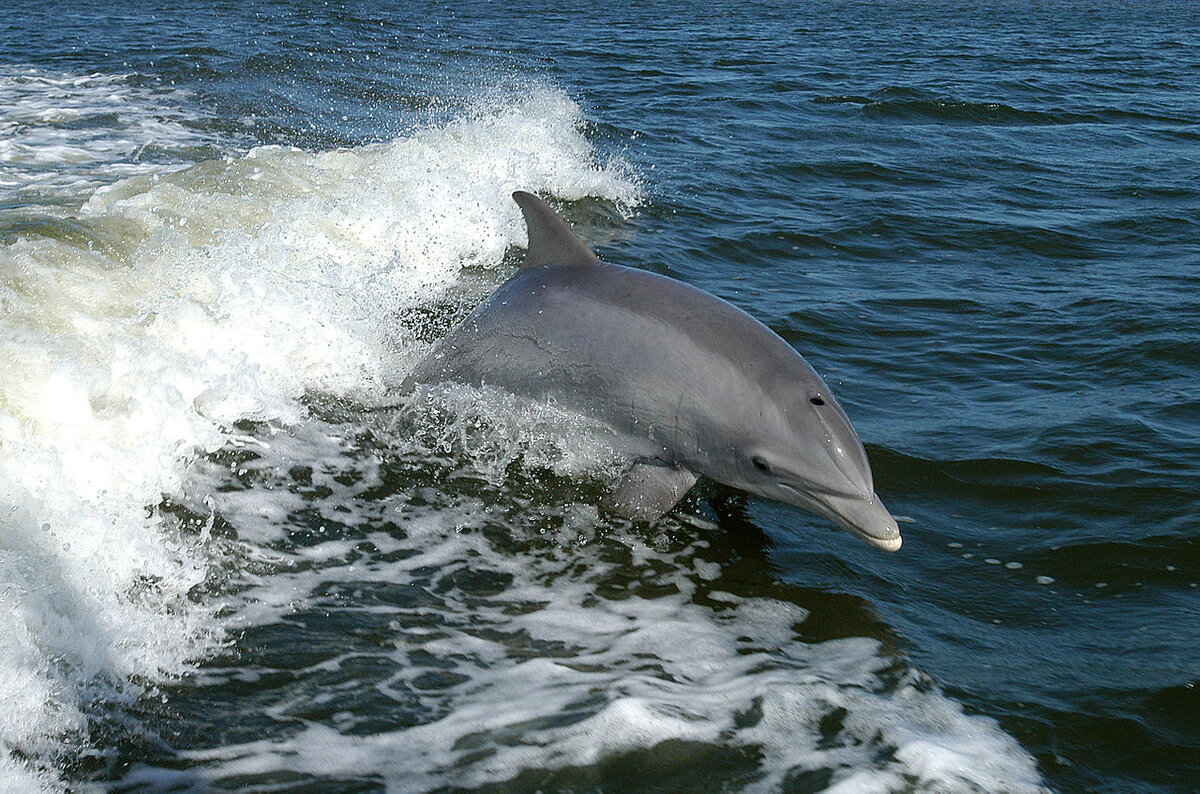 Bottlenose Dolphin - Tursiops truncatus A dolphin surfs the wake of a research boat on the Banana River - near the Kennedy Space Center. Автор: NASA - http://mediaarchive.ksc.nasa.gov/detail.cfm?mediaid=21807, Общественное достояние, https://commons.wikimedia.org/w/index.php?curid=112006