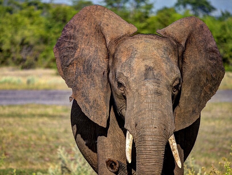Африканский слон. Фото: Roger/Flickr