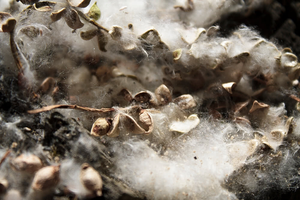 семена пух тополя. 631 тополиный пух. тополь пух. тополиный пух тюмень. тополь лето.