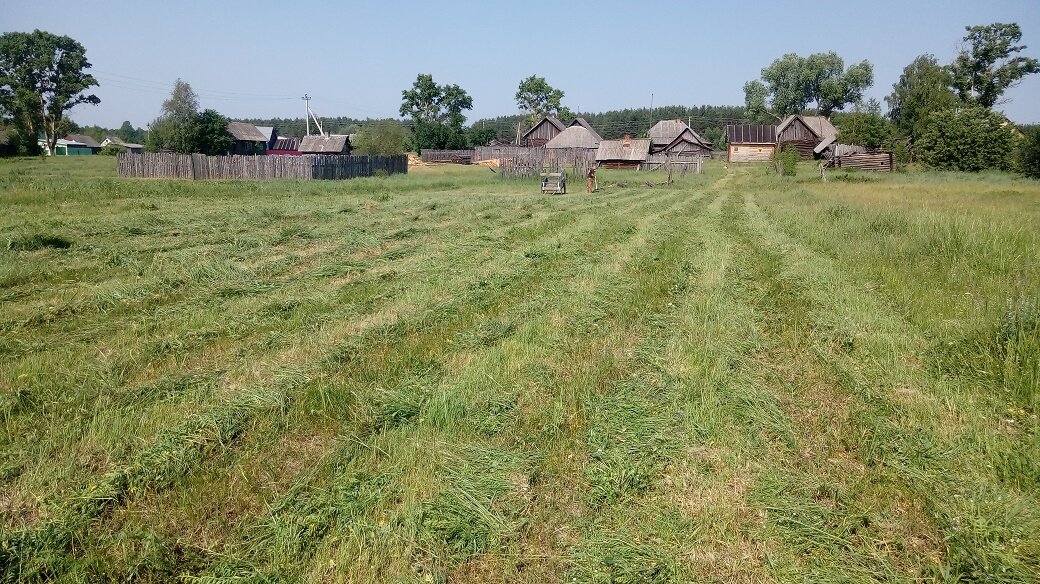 Не очень высокая тут травка, но этот участок я скосила за полчаса. Два дня потом сено с него вывозили...