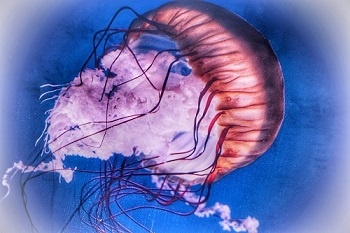 Медузы - одни из самых древних многоклеточных животных. Они играют важную роль в жизни Северного Ледовитого океана.