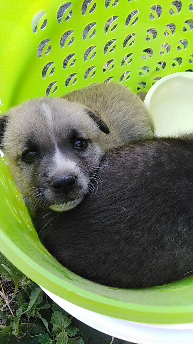 Один из малышей