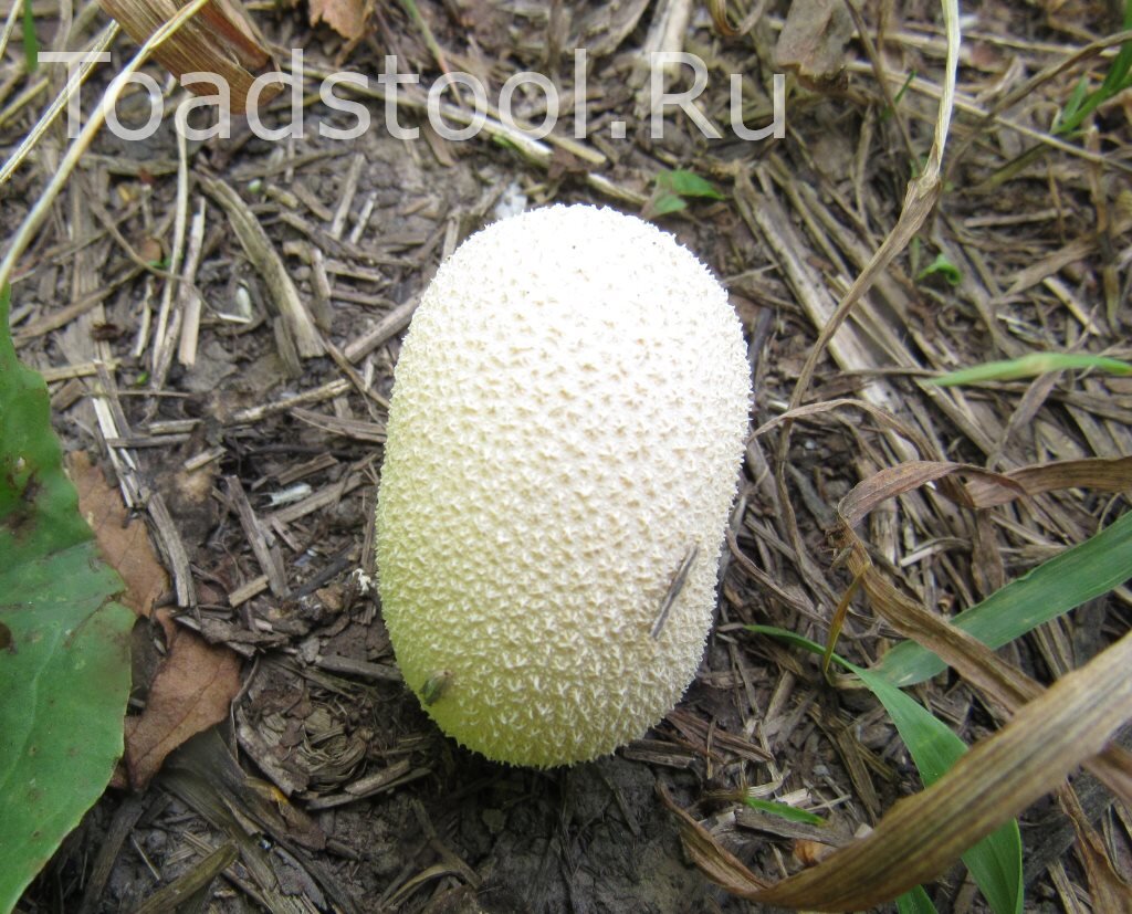 Этот дождевик я еще не определил; знаю лишь, что в жареном виде не очень вкусный (фото И.Лебединского)