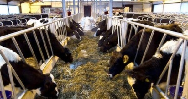 Коровы еще хорошо устроились