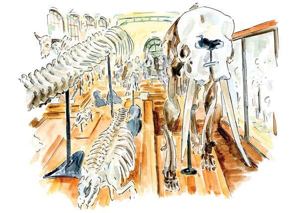 Скелеты животных в Galerie de Paléontologie et d'Anatomie Comparée. Рисунок Эмма Джейкобс