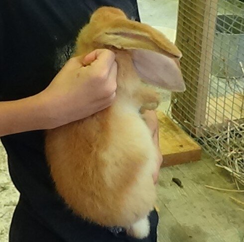 Взяли крольчонка на ручки