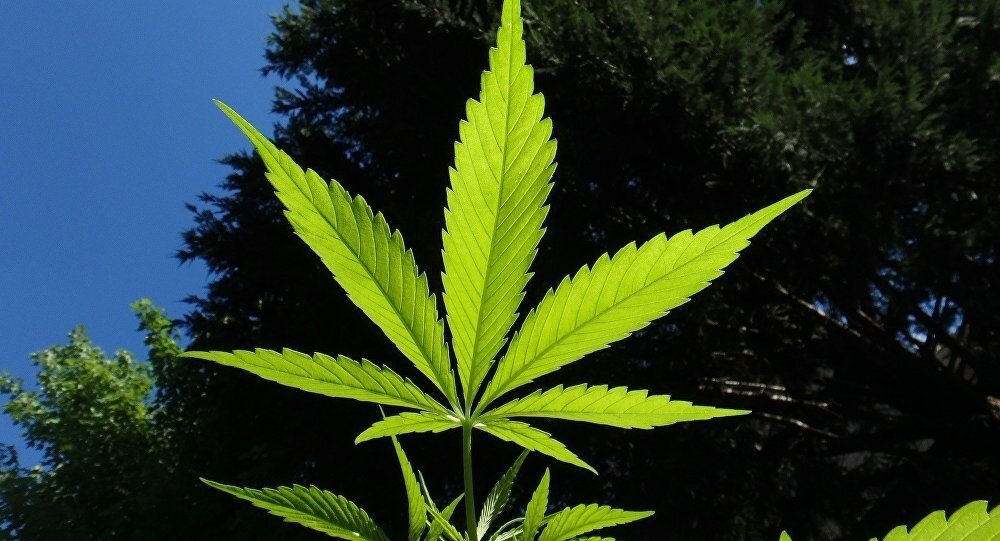 Листик, который узнает любой. В отличие от березы или тополя