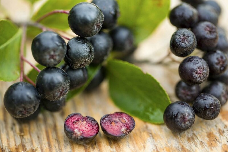 Фото с сайта Яндекс картинки.