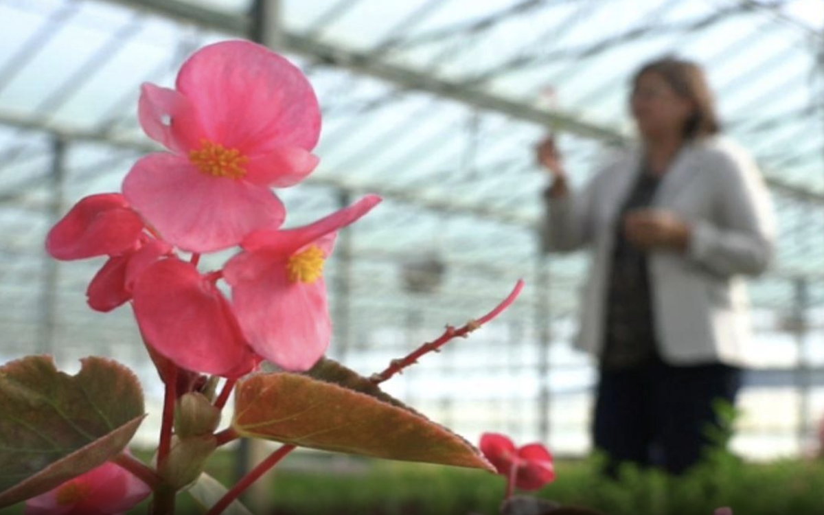 Цветы выращивают в специальных теплицах с благоприятными условиями