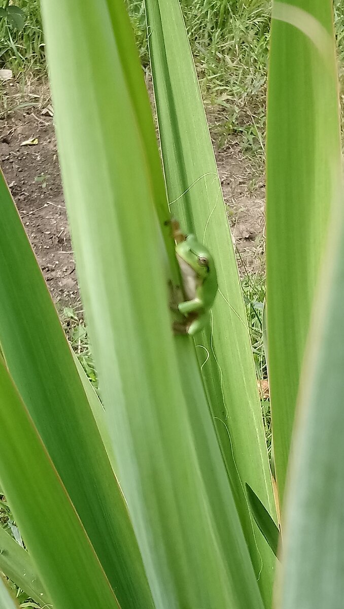 лягушки скачут периодически