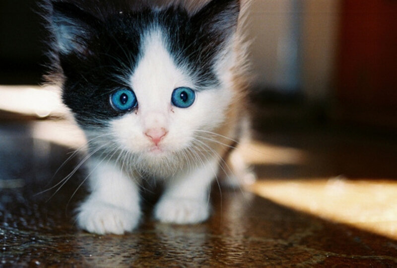Котенок черно-белый. Котенок с голубыми глазами. Котята чёрно белые. Бело черный кот с голубыми глазами. Черно белый котенок девочка