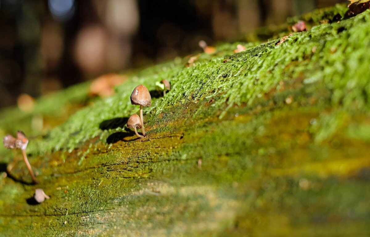 pixabay.com/ru/photos/гриб-hutpilz-лесные-грибы-бежевый-1792617/