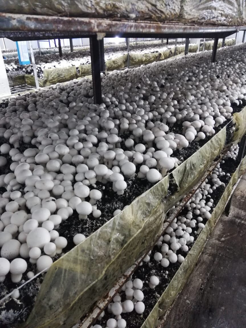 Здоровый гриб на полках 