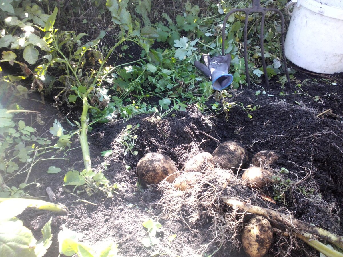 Мой Невский: крупный, урожайный, ботва сочная, зелёная до осени