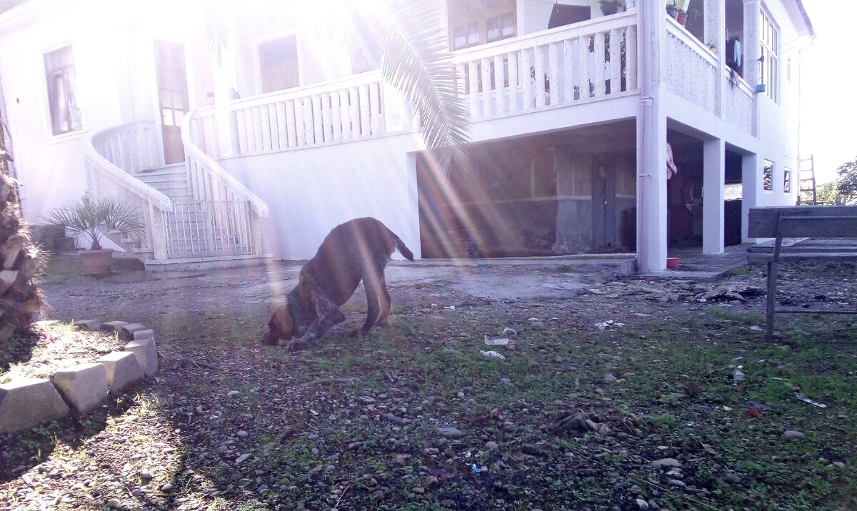 Бими в игре