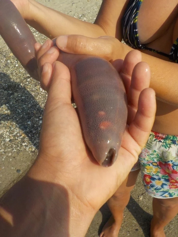 выглядит, однако, мерзко..