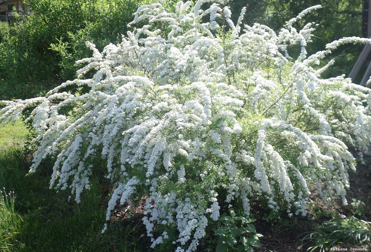 Спирея серая грефшейм. Спирея серая грефшейм описание и уход. Спирея серая грефшейм описание и уход. Спирея грефшейм. Спирея серая (spiraea cinerea `grefsheim`).