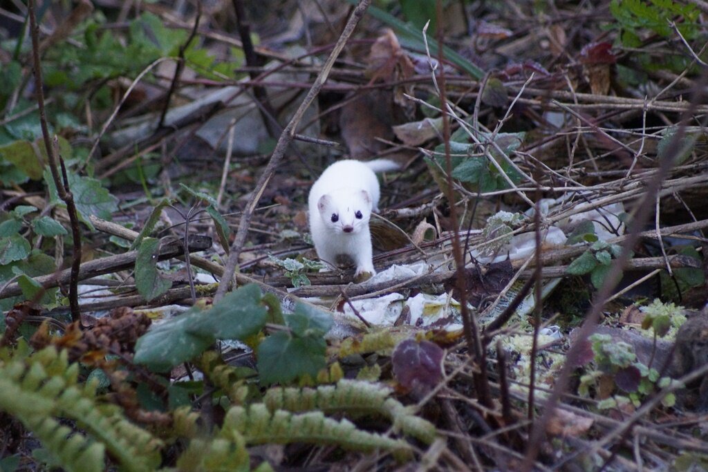 Фото Е.Знаменский