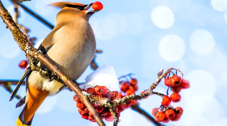 Вкусная рябина