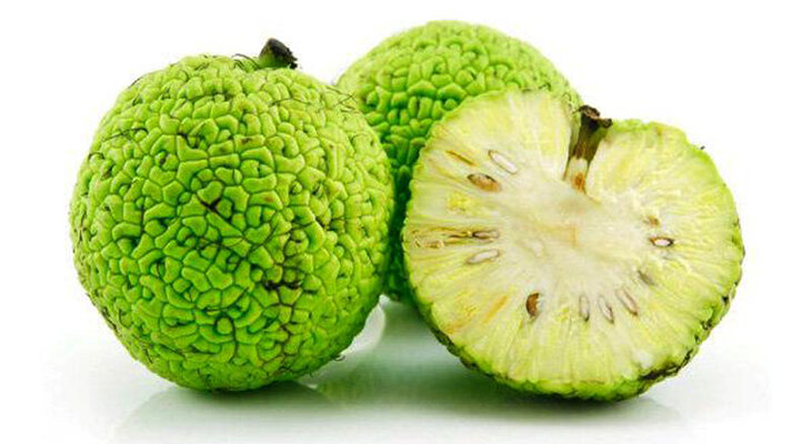 адамово яблоко, взято для иллюстрации из открытых источников