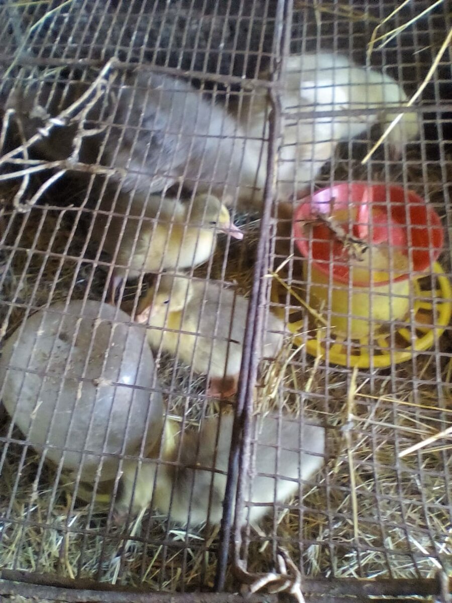 Месячные гусята в клетке