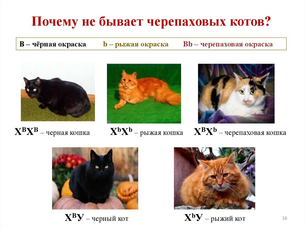 иллюстрация из открытых источников