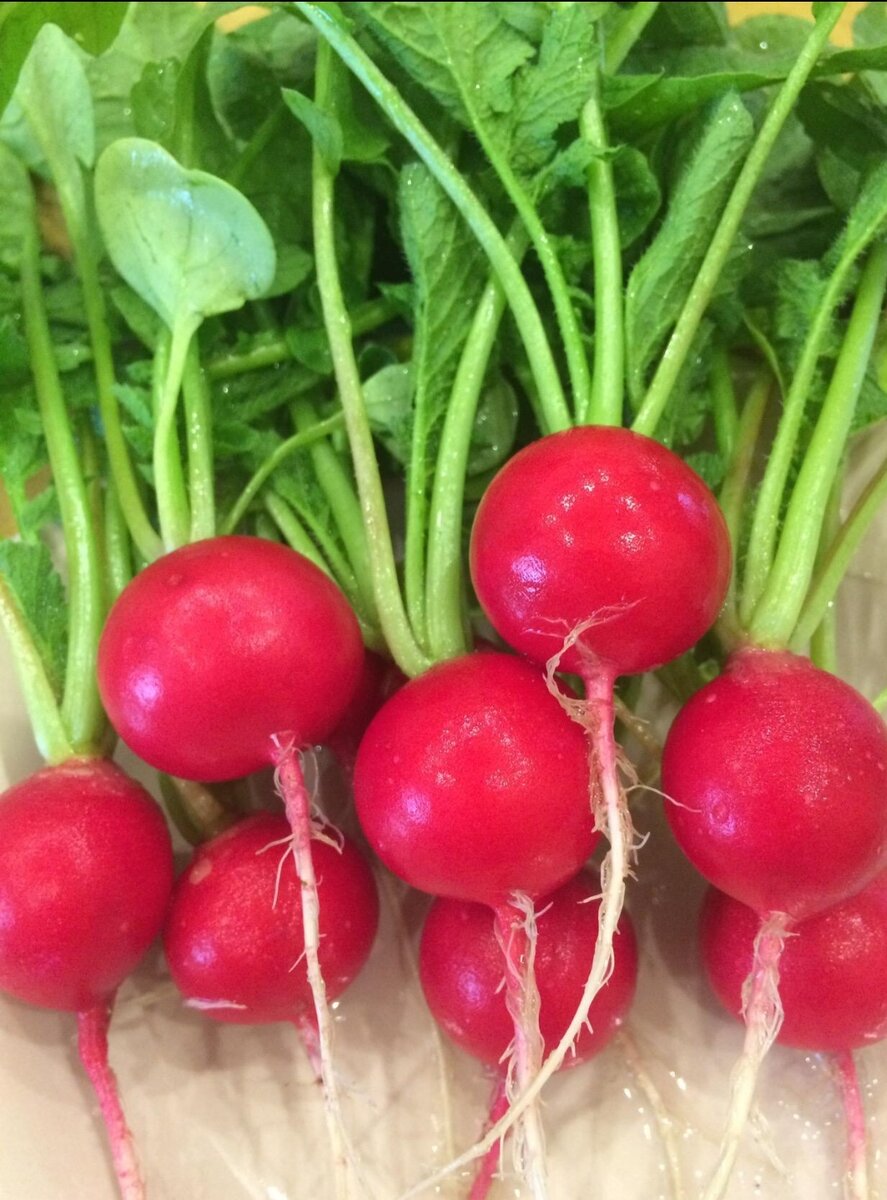 Редис "престо". Семена. Седек редис анжелика. Редис ребел. Редис тепличный уральский дачник.