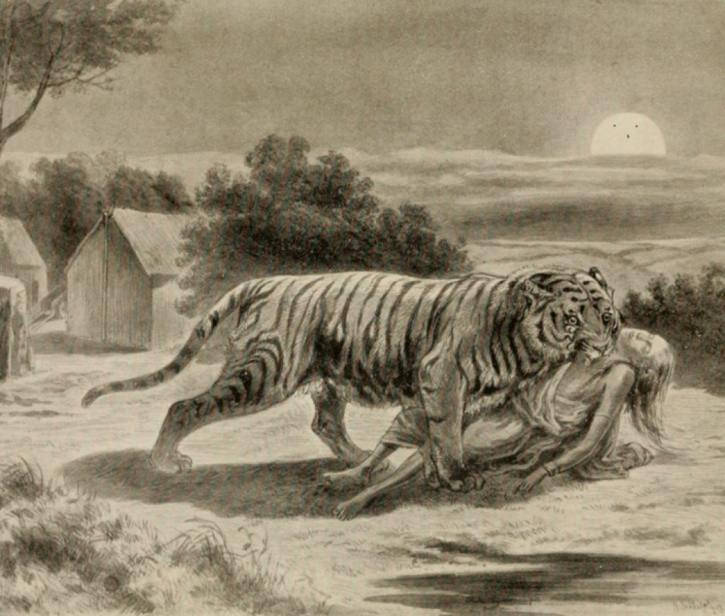 Тигр в древнем мире. Джим Корбетт Чампаватская тигрица. Чампаватская тигрица людоед. Джим Корбетт тигрица людоед. Чампаватская тигрица людоед убившая 436 человек.