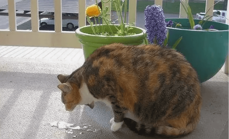 Кота тошнит картинка